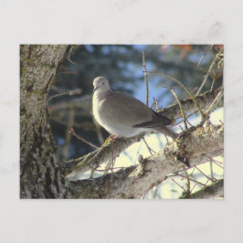 Euratian Dove on Maple Tree Postkarte