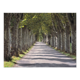 Europa, Frankreich, Cereste. Bäume säumen diese St Fotodruck