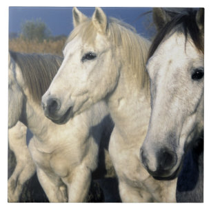 Europa, Frankreich, Ile del la Camargue. Camargue Fliese