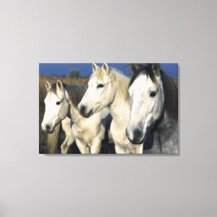 Europa, Frankreich, Ile del la Camargue. Camargue Leinwanddruck