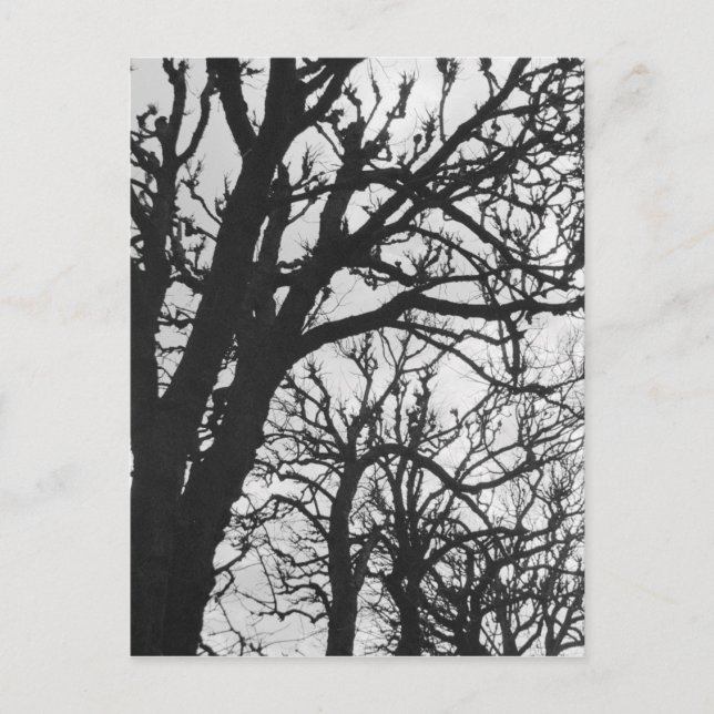 Europa, Frankreich, Paris Winterbäume, Marco Postkarte (Vorderseite)