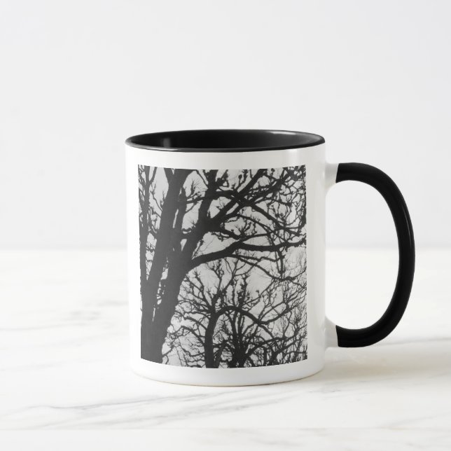 Europa, Frankreich, Paris. Winterbäume, Marco Tasse (Rechts)
