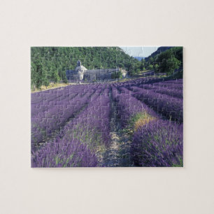 Europa, Frankreich, Provence. Lavendelfelder