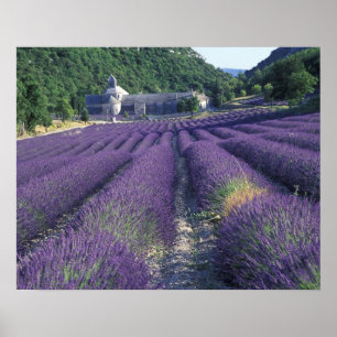Europa, Frankreich, Provence. Lavendelfelder Poster