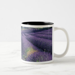 Europa, Frankreich, Provence. Lavendelfelder Zweifarbige Tasse