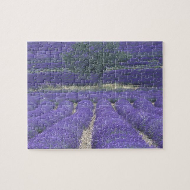 Europa, Frankreich, Provence, Sault, Lavendel 2 (Horizontal)