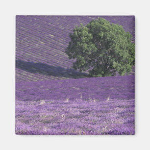 Europa, Frankreich, Provence, Sault, Lavendel Magnet