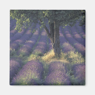 Europa, Frankreich, Provence, Sault, Lavendel Magnet