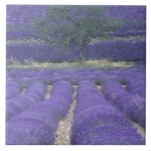 Europa, Frankreich, Provence, Sault, Lavendelfelde Fliese