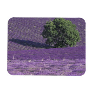 Europa, Frankreich, Provence, Sault, Lavendelfelde Magnet