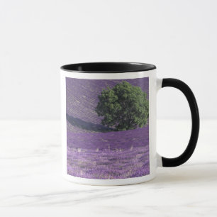 Europa, Frankreich, Provence, Sault, Lavendelfelde Tasse