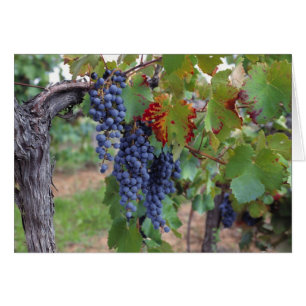 Europa, Frankreich, Roussillon Weinberge mit
