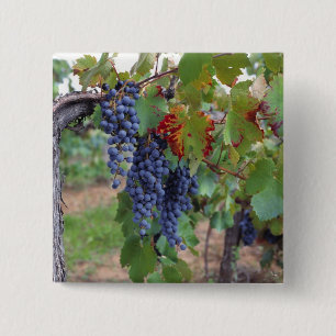 Europa, Frankreich, Roussillon. Weinberge, mit Button