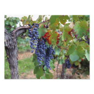 Europa, Frankreich, Roussillon. Weinberge, mit Fotodruck