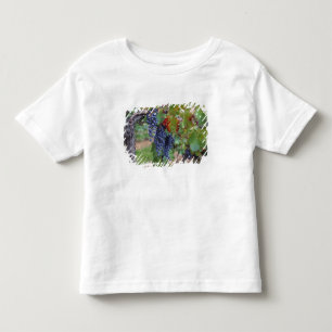 Europa, Frankreich, Roussillon. Weinberge, mit Kleinkind T-shirt