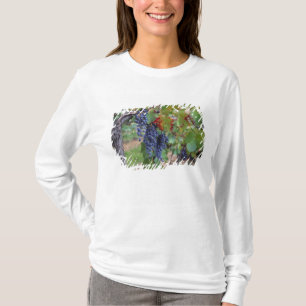 Europa, Frankreich, Roussillon. Weinberge mit T-Shirt