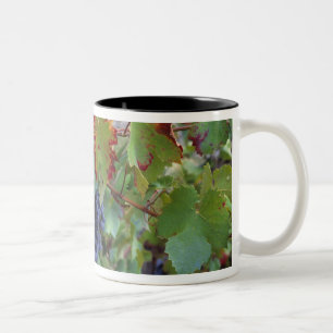 Europa, Frankreich, Roussillon. Weinberge mit Zweifarbige Tasse