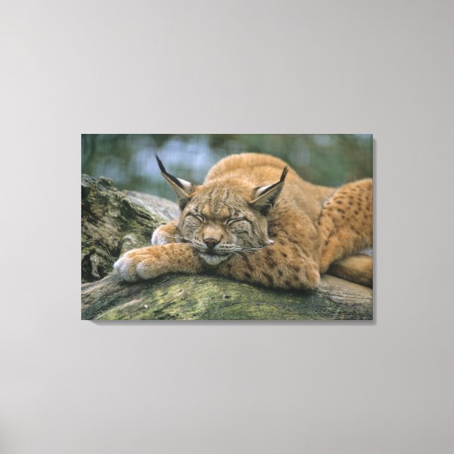 Europa �_ischer Luchs, Eurasischer Luchs (Lynx) Leinwanddruck (Vorderseite)