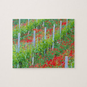 Europa, Italien, Toskana. Farbige rote Mohnblumen