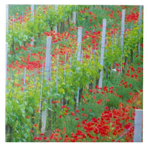 Europa, Italien, Toskana. Farbige rote Mohnblumen Fliese