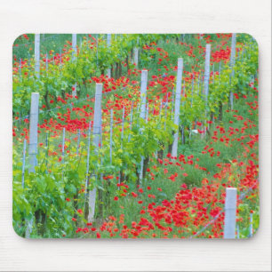 Europa, Italien, Toskana. Farbige rote Mohnblumen  Mousepad