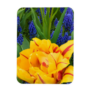 Europa, Niederlande, Lisse. Tulips Magnet
