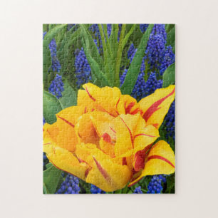 Europa, Niederlande, Lisse. Tulpen