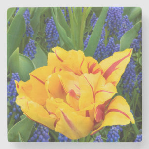 Europa, Niederlande, Lisse. Tulpen Steinuntersetzer