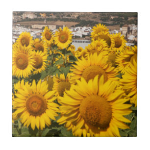 Europa, Spanien, Andalusien, Provinz Cádiz Fliese