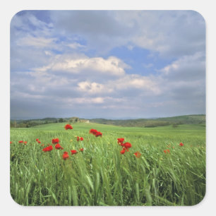 Europa, Toskana, Poggiolo. Rote Mohnblumen schwank Quadratischer Aufkleber