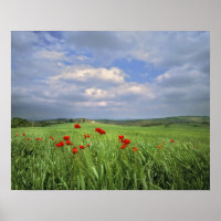 Europa, Toskana, Poggiolo. Rote Pappschwanze