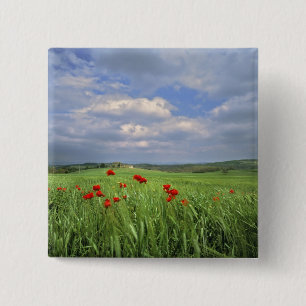 Europa, Toskana, Poggiolo. Rote Pfeffer Button