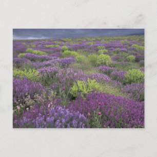 Europa, Türkei, Kappadokien. Ländliche Landschaft  Postkarte