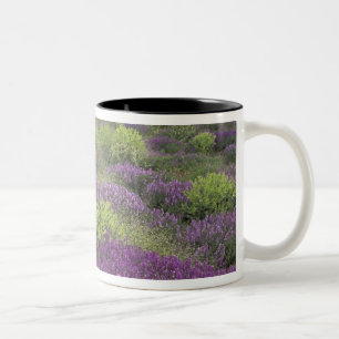 Europa, Türkei, Kappadokien. Ländliche Landschaft  Zweifarbige Tasse