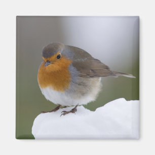 Europäer Robin im Schneemagneten Magnet