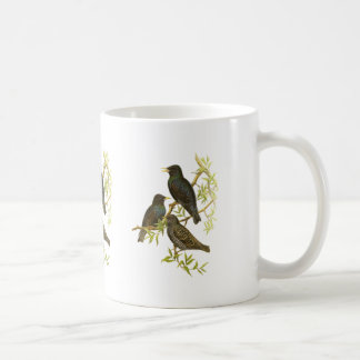 Europäer Starling Kaffeetasse