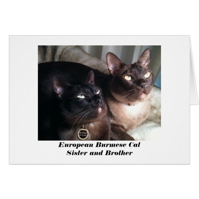 Europäische birmanische Katzenkarte (Vorderseite (Horizontal))