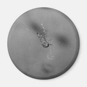 Europäische Gartenkreuzspinne Magnet