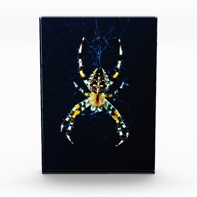 Europäische Gartenspinne pbcnm Fotoblock (Vorderseite)