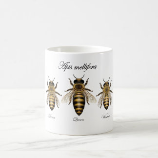 Europäische Honigbiene (API mellifera) Kaffeetasse