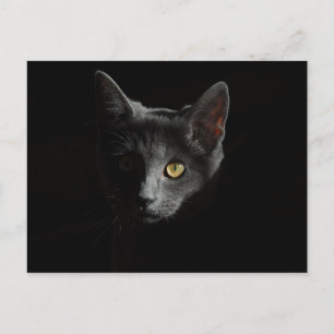 Europäische Kurzhaar Schwarze Katze Katapportr Postkarte