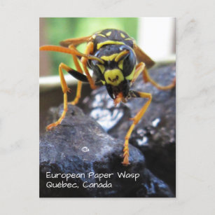 Europäische Papierwanne (Polistes dominula) Postkarte