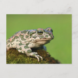 Europäische Wechselkröte Postkarte