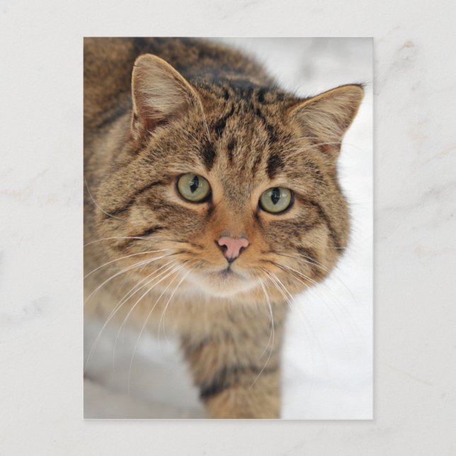 Europäische Wildkatze Postkarte (Vorderseite)