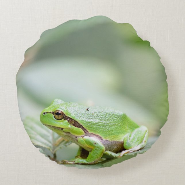 Europäischer Baumfrosch im grünen runden Kissen (Rückseite)