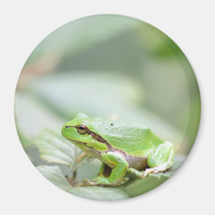 Europäischer Baumfrosch im grünen runden Magnete Magnet
