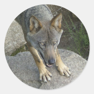 Europäischer grauer Wolf Runder Aufkleber