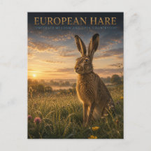 Europäischer Hase Wiese TIERE