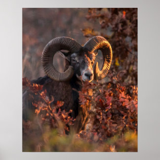 Europäischer Mufflon-Widder im Herbstwald-Wildlebe Poster