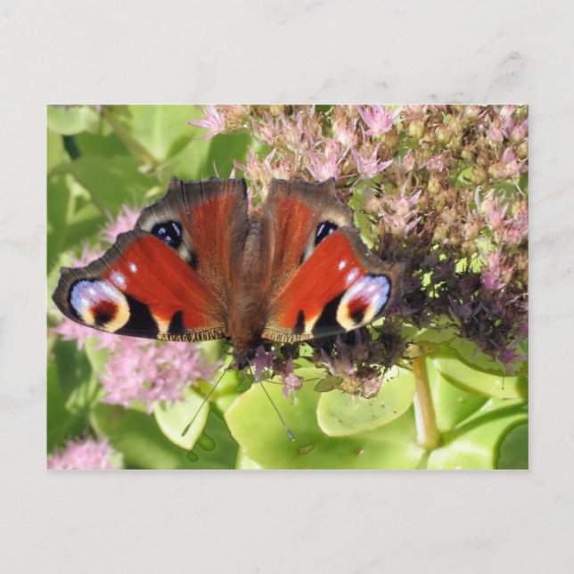 Europäischer Pfau Postkarte (Vorderseite)